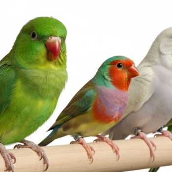 10 Pcs Stainless Steel Bird Leg Rings – 9mm Metal Identification Bands for Pigeons, Poultry, Parrots, Quail & Small Birds