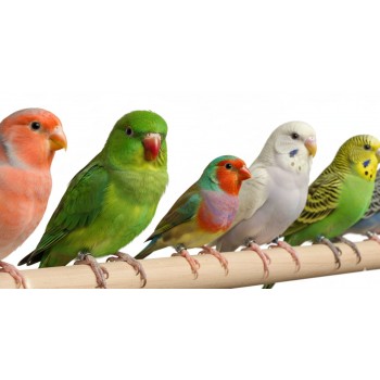 10 Pcs Stainless Steel Bird Leg Rings – 9mm Metal Identification Bands for Pigeons, Poultry, Parrots, Quail & Small Birds