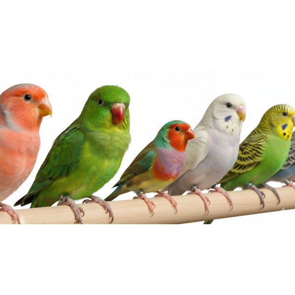 10 Pcs Stainless Steel Bird Leg Rings – 9mm Metal Identification Bands for Pigeons, Poultry, Parrots, Quail & Small Birds