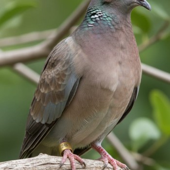 10 Pcs Golden Stainless Steel Bird Leg Rings – 9mm Metal Identification Bands for Pigeons, Poultry, Parrots, Quail & Small Birds