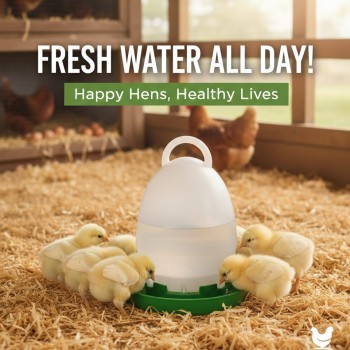 1-Liter Green Poultry & Pigeon Waterer – Gravity Feed Plastic Drinkers for Chickens, Ducks, Quails, and Small Birds