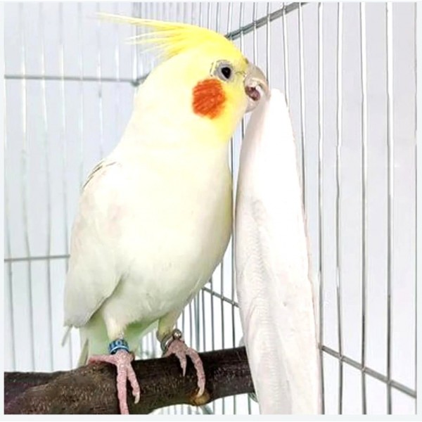 Natural Cuttlebone for Birds 80g – Premium Cuttlefish Bone Pieces for Parakeets, Cockatiels, Budgies, Canaries, Finches, Parrots, Reptiles, Turtles & Snails – Calcium & Mineral Supplement for Beak Care