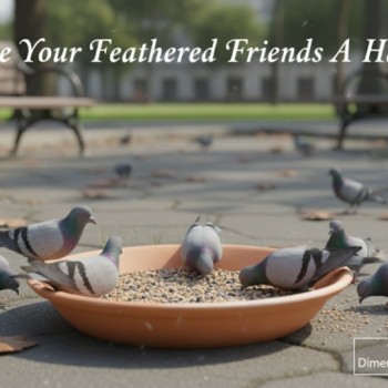 Classic Terracotta Bird Bath Bowl (Small) – Handmade Sealed Garden Bird Bath for Drinking, Feeding & Bathing – 30 × 30 × 8 cm Outdoor Wildlife Water Bowl