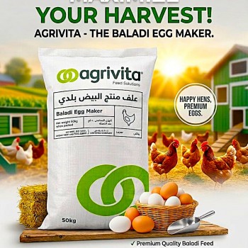 ABU DHABI Agrivita Baladi Egg Maker Layer Feed 50 KG – 15% Protein Poultry Feed for Laying Hens, Chickens, Ducks, Geese, Turkeys & Quails | Egg Production Chicken Feed | Balanced Vitamins, Minerals & Amino Acids | Non-GMO Farm Poultry Feed UAE