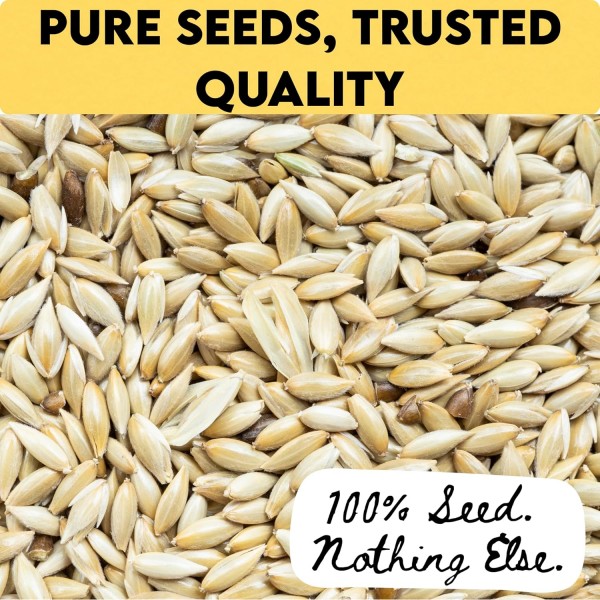 canary seeds 3 kg – 100% natural non gmo bird seed for canaries, finches, budgerigars, parakeets, cockatiels, lovebirds, doves, pigeons, and wild birds | outdoor feeders, no additives, premium bulk bird food for healthy feathers, energy, and vitality