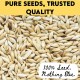 canary seeds 3 kg – 100% natural non gmo bird seed for canaries, finches, budgerigars, parakeets, cockatiels, lovebirds, doves, pigeons, and wild birds | outdoor feeders, no additives, premium bulk bird food for healthy feathers, energy, and vitality