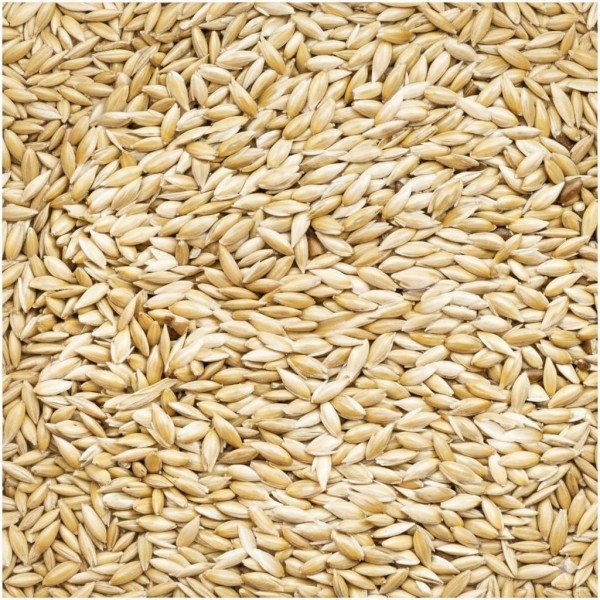 canary seeds 3 kg – 100% natural non gmo bird seed for canaries, finches, budgerigars, parakeets, cockatiels, lovebirds, doves, pigeons, and wild birds | outdoor feeders, no additives, premium bulk bird food for healthy feathers, energy, and vitality