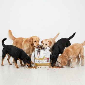 Monello Adult Dog Traditional Dry Food – Chicken Flavor, 15kg | High Digestibility, Prebiotics (MOS), Oral Health Support, Omega 3 & 6 | Special Premium Adult Dog Food