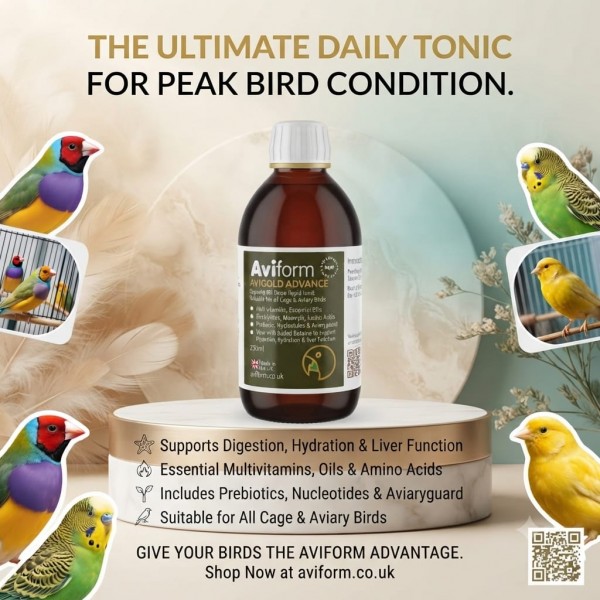 Aviform Avigold Advance 250ml Liquid Bird Tonic | All-in-One Multivitamin Supplement for Cage & Aviary Birds | Supports Digestion, Hydration & Overall Health | Made in UK