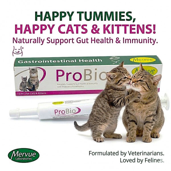 Mervue ProBio Gastrointestinal Paste for Cats & Kittens 15ml – Probiotic & Prebiotic Digestive Supplement with Enterococcus faecium, Vitamins & Amino Acids – Supports Gut Health, Immunity & Digestive Balance