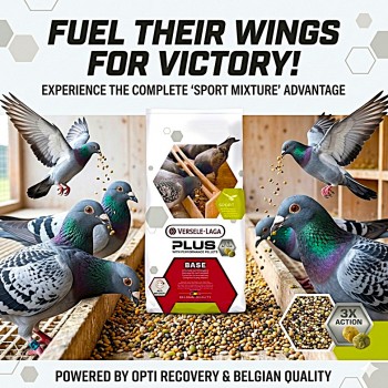 Versele-Laga Plus I.C.+ Base Pigeon Food 20kg – High Protein Racing Mixture with Performance Pellets | Maize-Free Recovery Feed for Racing & Sport Pigeons