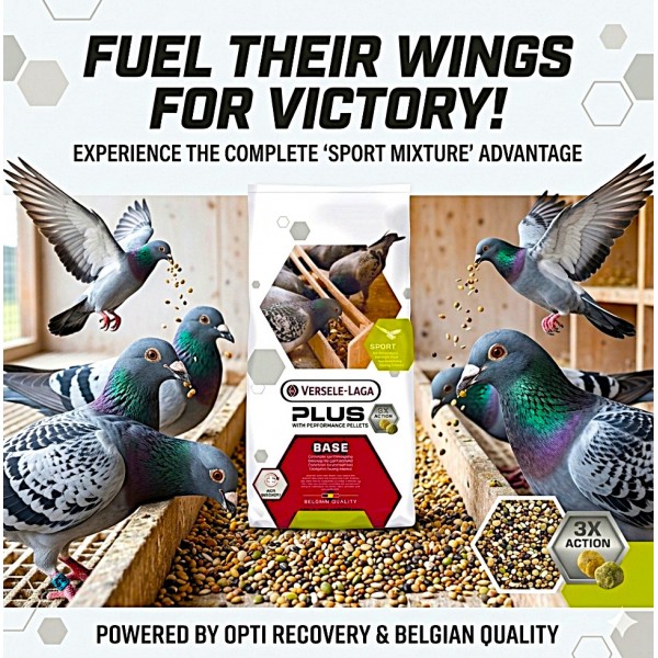 Versele-Laga Plus I.C.+ Base Pigeon Food 20kg – High Protein Racing Mixture with Performance Pellets | Maize-Free Recovery Feed for Racing & Sport Pigeons