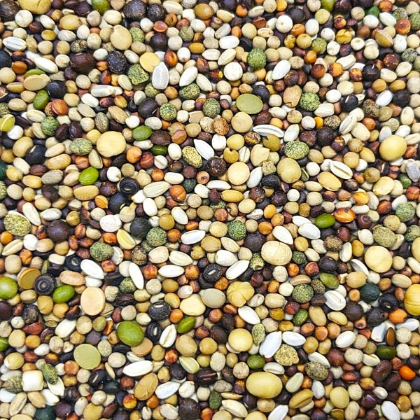 Versele-Laga Plus I.C.+ Base Pigeon Food 20kg – High Protein Racing Mixture with Performance Pellets | Maize-Free Recovery Feed for Racing & Sport Pigeons