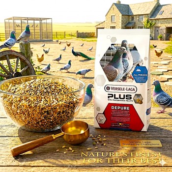 Versele-Laga Plus I.C.+ Depure Complete Pigeon Food 20kg | Premium Low Protein Low Fat Grain Mixture for Pigeons | With Immunity Concept+ Pellets, Vitamins, Minerals & Prebiotics | Ideal for Rest, Moulting & Light Training | Dust-Free Bird Feed