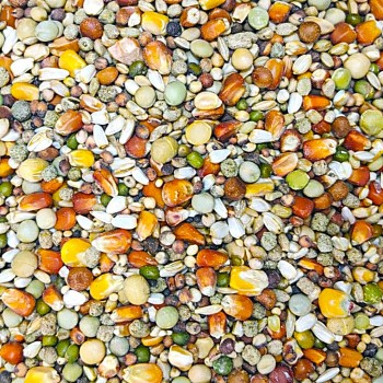 Versele-Laga Plus IC Champion Racing Pigeon Feed 20kg | Sport Energy Mixture with Performance Pellets, Lecithin & L-Carnitine | Pre-Flight & Recovery Nutrition for Racing Pigeon