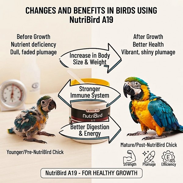 Versele-Laga NutriBird A19 Hand-Rearing Baby Bird Food 250g – Complete All-in-One Formula for Macaw, African Grey & Eclectus Parrots – Supports Growth, Digestion & Feather Development