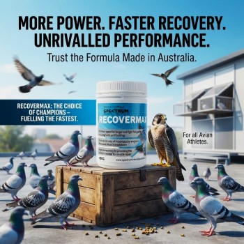 Spectrum Animal Health Recovermax 450g | Advanced Muscle Recovery Supplement for Pigeons, Falcons & Birds | Amino Acid & Vitamin Formula for Faster Recovery, Reduced Fatigue & Performance Support