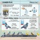 Canker-Plus Water Soluble Powder 250g for Pigeons, Parrots & Cage Birds – Anti-Canker and Anti-Bacterial Treatment for Bird Health