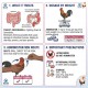 Coccizuril 20 mg Toltrazuril Anticoccidial Tablets for Fighting Fowls and Game Birds Coccidiosis Treatment 50 Tablets Bottle Veterinary Use