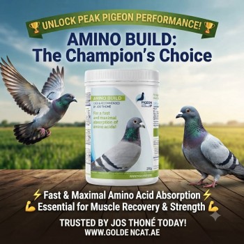 Amino Build Essential Amino Acid Concentrate 250g for Racing & Breeding Pigeons, with Vitamin B for Muscle Development, Recovery, Stamina and Peak Performance