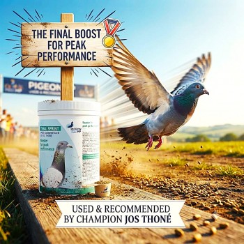 Pigeon HP Final Sprint 250g Performance Booster for Racing Pigeons | Short Distance Energy Supplement Recommended by Jos Thoné