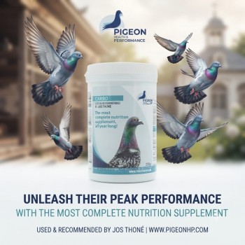 CARBO Nutrition Supplement for Pigeons 250g - Year Round Performance Support for Racing Breeding and Moulting Pigeons, Muscle Strength Endurance and Recovery Formula