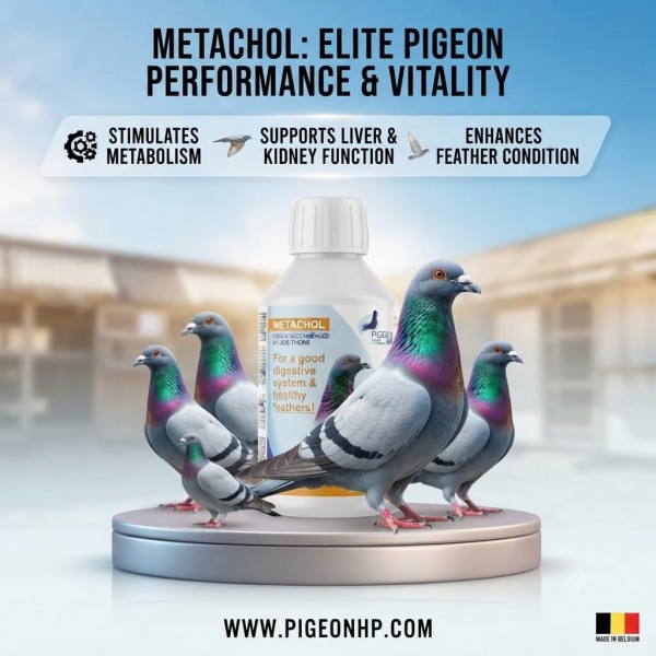Pigeon HP Metachol 250ml Liver & Kidney Support Supplement for Racing Pigeons | Liquid Vitamin Feed with Choline, Biotin, Vitamin B12, Fructose & Sorbitol | Digestive Health, Feather Growth & Recovery Support for Birds