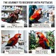 Psittacus General Recovery Bird Food for Parrots, Complete Recovery Feed for Psittacine Birds, Nutritionally Balanced Formula with Protein, Vitamins & Minerals, Easy to Prepare Powder, 700g