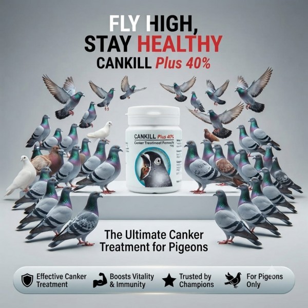CANKILL Plus 40% Canker Treatment Formula for Pigeons 100g | Effective Trichomonas Infection Medicine with Dimetridazole & Vitamin B1 HCL for Treatment and Prevention of Canker Disease in Pigeons