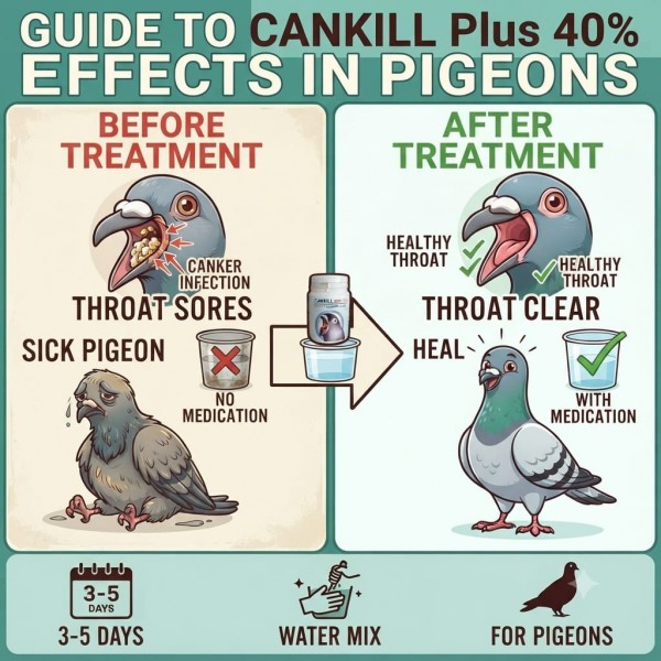 CANKILL Plus 40% Canker Treatment Formula for Pigeons 100g | Effective Trichomonas Infection Medicine with Dimetridazole & Vitamin B1 HCL for Treatment and Prevention of Canker Disease in Pigeons