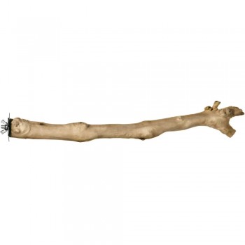 Prevue Branch Coffea Wood Perch for Birds -(18inch)