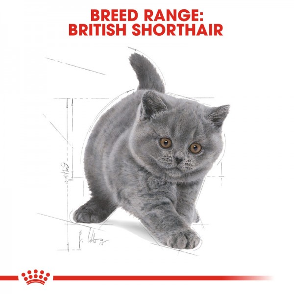 ROYAY CANIN KITTEN BRITISH SHORTHAIR ( 2kg ) For Cat