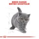 ROYAY CANIN KITTEN BRITISH SHORTHAIR ( 2kg ) For Cat