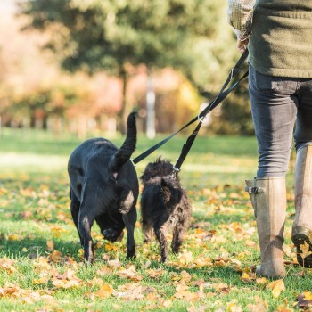 MIKKI MULTI LEAD WALK RITE DUAL DOG ( 1.9 CM )