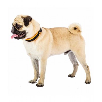 Ferplast Dog Collar With Soft Padding Orange(Xs)
