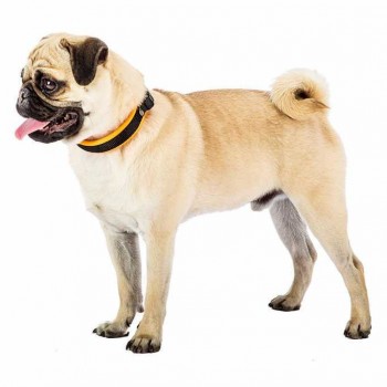 Ferplast Dog Collar With Soft Padding Orange(Xs)