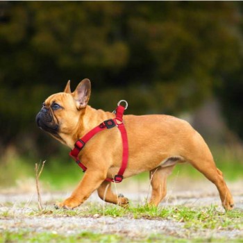 DOCO NYLON HARNESS FOR DOG ( LARGE RED )