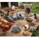 Golden Cat Premium Mixed Bird & Poultry Seeds 20kg Bag – High Protein Natural Whole Grain Feed for Chickens, Hens, Roosters, Pigeons, Doves & Wild Birds – Corn, Millet & Seed Blend