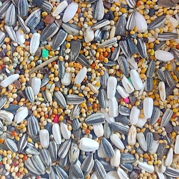 Al Masroor Premium Bird Mix – 20 kg Bag | High-Quality Seed Blend for Parrots, Parakeets, Finches, Doves & Wild Birds | Nutrient-Rich, Supports Feather Health & Immunity