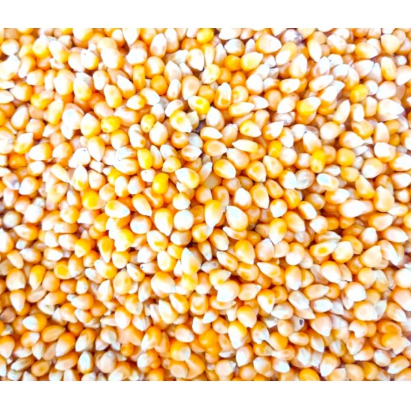 Al Masroor Premium Whole Yellow Corn Kernels 20 kg – High-Energy Popcorn Seeds for Parrots, Pigeons, Chickens, Ducks, Quail, Wild Birds, Poultry, Livestock & Wildlife Feed